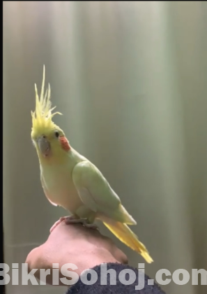 ২ জোড়া ককাটেল। ৩টি টেম